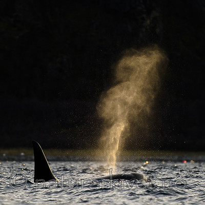 BB 15 05958 / Orcinus orca / Spekkhogger